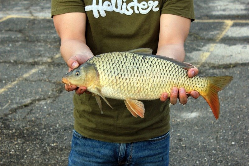 carp fishing tips and techniques