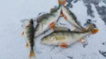 perch caught ice fishing