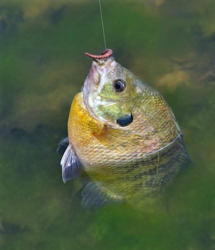 winter bluegill fishing tips for cold weather