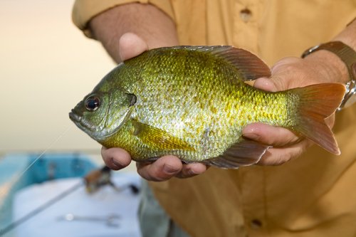 giant bluegill