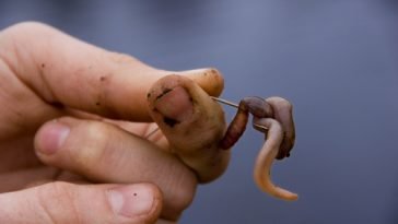 recommended bait for trout fishin