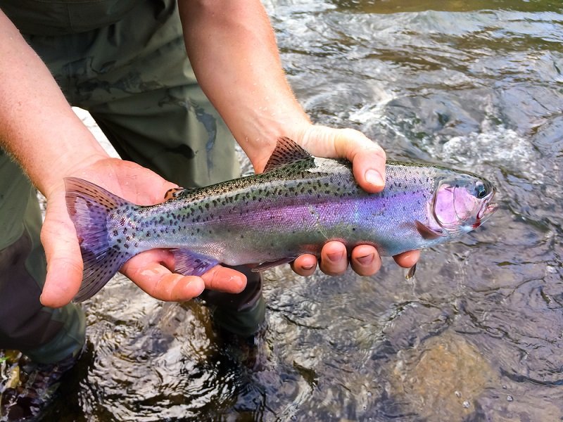 rainbow trout caught in Oregon river