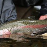 best panther martin for rainbow trout
